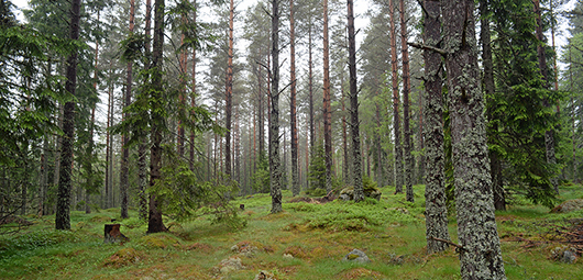 Ilmiönä metsä - kirjoja metsäteeman ympäriltä - Celianet